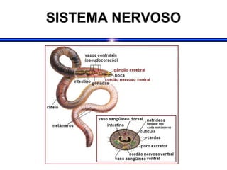 SISTEMA NERVOSO
 