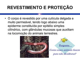 REVESTIMENTO E PROTEÇÃO
• O corpo é revestido por uma cutícula delgada e
muito permeável, tendo logo abaixo uma
epiderme constituída por epitélio simples
cilíndrico, com glândulas mucosas que auxiliam
na locomoção do animais terrestres.
Pergunta
Como esses animais fazem
para não desidratar?
.
 