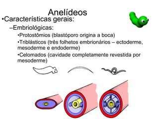 Anelídeos
•Características gerais:
–Embriológicas:
•Protostômios (blastóporo origina a boca)
•Triblásticos (três folhetos embrionários – ectoderme,
mesoderme e endoderme)
•Celomados (cavidade completamente revestida por
mesoderme)
 