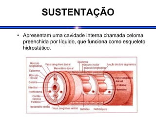 SUSTENTAÇÃO
• Apresentam uma cavidade interna chamada celoma
preenchida por líquido, que funciona como esqueleto
hidrostático.
 