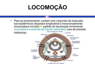 LOCOMOÇÃO
• Para se locomoverem, contam com conjuntos de músculos
sub-epidérmicos dispostos longitudinal e transversalmente
(musculatura circular)  padrão de locomoção envolvendo
musculatura e pressão do líquido celomático (uso de pressão
hidráulica).
 