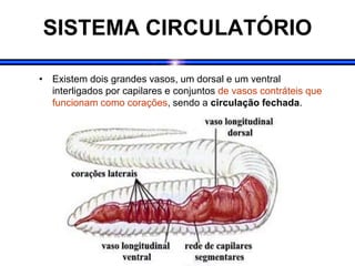 SISTEMA CIRCULATÓRIO
• Existem dois grandes vasos, um dorsal e um ventral
interligados por capilares e conjuntos de vasos contráteis que
funcionam como corações, sendo a circulação fechada.
 