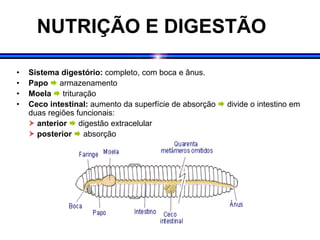 NUTRIÇÃO E DIGESTÃO
• Sistema digestório: completo, com boca e ânus.
• Papo  armazenamento
• Moela  trituração
• Ceco intestinal: aumento da superfície de absorção  divide o intestino em
duas regiões funcionais:
 anterior  digestão extracelular
 posterior  absorção
 
