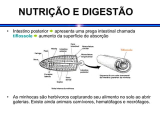 NUTRIÇÃO E DIGESTÃO
• Intestino posterior  apresenta uma prega intestinal chamada
tiflossole  aumento da superfície de absorção
• As minhocas são herbívoros capturando seu alimento no solo ao abrir
galerias. Existe ainda animais carnívoros, hematófagos e necrófagos.
 