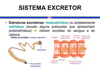 SISTEMA EXCRETOR
• Estruturas excretoras: metanefrídeos ou simplesmente
nefrídeos (exceto alguns poliquetas que apresentam
protonefrídeos)  retiram excretas do sangue e do
celoma.
 