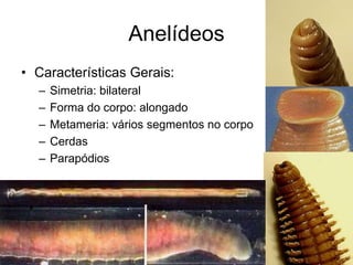 Anelídeos
• Características Gerais:
– Simetria: bilateral
– Forma do corpo: alongado
– Metameria: vários segmentos no corpo
– Cerdas
– Parapódios
 