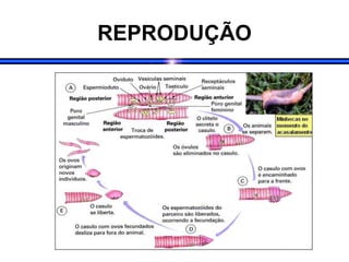 REPRODUÇÃO
 