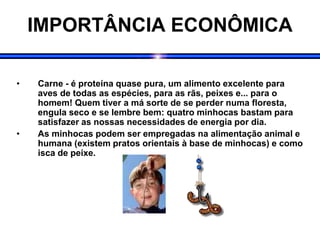 IMPORTÂNCIA ECONÔMICA
• Carne - é proteína quase pura, um alimento excelente para
aves de todas as espécies, para as rãs, peixes e... para o
homem! Quem tiver a má sorte de se perder numa floresta,
engula seco e se lembre bem: quatro minhocas bastam para
satisfazer as nossas necessidades de energia por dia.
• As minhocas podem ser empregadas na alimentação animal e
humana (existem pratos orientais à base de minhocas) e como
isca de peixe.
 