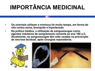 IMPORTÂNCIA MEDICINAL
• Os orientais utilizam a minhoca há muito tempo, em forma de
chá contra asma, bronquite e hipertensão.
• Na prática médica, a utilização de sanguessugas como
agentes indutores de sangramento remonta ao ano 180 a.C.
Atualmente, as sanguessugas têm sido usadas na prevenção
de necrose tecidual, após cirurgias reparadoras.
 