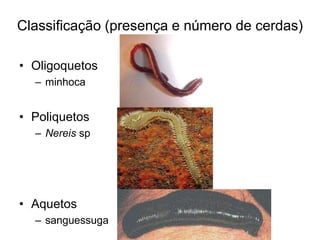 Classificação (presença e número de cerdas)
• Oligoquetos
– minhoca
• Poliquetos
– Nereis sp
• Aquetos
– sanguessuga
 