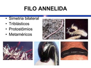 FILO ANNELIDA
• Simetria bilateral
• Triblásticos
• Protostômios
• Metaméricos
 