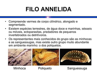 FILO ANNELIDA
• Compreende vermes de corpo cilíndrico, alongado e
segmentado.
• Existem espécies terrestres, de água doce e marinhas, sésseis
ou móveis, ectoparasitas, predadores de pequenos
invertebrados ou detritívoros.
• Os representantes mais conhecidos do grupo são as minhocas
e as sanguessugas, mas existe outro grupo muito abundante
em ambiente marinho: o dos poliquetos.
Minhoca Poliqueto Sanguessuga
 
