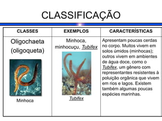 CLASSIFICAÇÃO
CLASSES EXEMPLOS CARACTERÍSTICAS
Oligochaeta
(oligoqueta)
Minhoca,
minhocuçu, Tubifex
Apresentam poucas cerdas
no corpo. Muitos vivem em
solos úmidos (minhocas);
outros vivem em ambientes
de água doce, como o
Tubifex, um gênero com
representantes resistentes à
poluição orgânica que vivem
em rios e lagos. Existem
também algumas poucas
espécies marinhas.
Minhoca
Tubifex
 