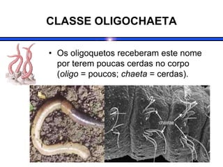 CLASSE OLIGOCHAETA
• Os oligoquetos receberam este nome
por terem poucas cerdas no corpo
(oligo = poucos; chaeta = cerdas).
 