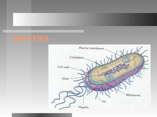 BACTERIA
 
