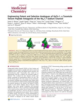 Engineering Potent and Selective Analogues of GpTx-1, a Tarantula
Venom Peptide Antagonist of the NaV1.7 Sodium Channel
Justin K. Murray,†
Joseph Ligutti,‡
Dong Liu,‡
Anruo Zou,‡
Leszek Poppe,†
Hongyan Li,§
Kristin L. Andrews,∥
Bryan D. Moyer,‡
Stefan I. McDonough,⊥
Philippe Favreau,#
Reto Stöcklin,#
and Les P. Miranda*,†
†
Departments of Therapeutic Discovery, ‡
Neuroscience, and §
Pharmacokinetics & Drug Metabolism, Amgen Inc., One Amgen
Center Drive, Thousand Oaks, California 91320, United States
∥
Therapeutic Discovery and ⊥
Neuroscience, Amgen Inc., 360 Binney Street, Cambridge, Massachusetts 02142, United States
#
Atheris Laboratories, Case Postale 314, CH-1233 Bernex, Geneva, Switzerland
*S Supporting Information
ABSTRACT: NaV1.7 is a voltage-gated sodium ion channel implicated by human genetic evidence as a therapeutic target for the
treatment of pain. Screening fractionated venom from the tarantula Grammostola porteri led to the identiﬁcation of a 34-residue
peptide, termed GpTx-1, with potent activity on NaV1.7 (IC50 = 10 nM) and promising selectivity against key NaV subtypes (20×
and 1000× over NaV1.4 and NaV1.5, respectively). NMR structural analysis of the chemically synthesized three disulﬁde peptide
was consistent with an inhibitory cystine knot motif. Alanine scanning of GpTx-1 revealed that residues Trp29
, Lys31
, and Phe34
near the C-terminus are critical for potent NaV1.7 antagonist activity. Substitution of Ala for Phe at position 5 conferred 300-fold
selectivity against NaV1.4. A structure-guided campaign aﬀorded additive improvements in potency and NaV subtype selectivity,
culminating in the design of [Ala5,Phe6,Leu26,Arg28]GpTx-1 with a NaV1.7 IC50 value of 1.6 nM and >1000× selectivity against
NaV1.4 and NaV1.5.
■ INTRODUCTION
Voltage-gated sodium channels (VGSCs or NaVs) initiate and
propagate action potentials in excitable cells such as central and
peripheral neurons, cardiac and skeletal muscle myocytes, and
neuroendocrine cells.1
Structurally, they consist of an
approximately 260 kDa α-subunit and associated smaller β-
subunits.2
The α-subunit has four domains (I−IV), each
domain containing six transmembrane helices (S1−S6). The
S5−S6 domains govern the main aspects of ion permeation,
and domains including most prominently ﬁxed charge within
the S4 transmembrane α-helix transduce depolarizing voltages
into physical opening of the channel. The family of VGSCs
consists of nine known subtypes (NaV1.1−NaV1.9). These
subtypes show tissue speciﬁc localization and functional
diﬀerences with NaV1.1, NaV1.2, and NaV1.3 found principally
in the central nervous system, NaV1.6 located both centrally
and peripherally, and NaV1.7, NaV1.8, and NaV1.9 expressed
primarily in the peripheral nervous system.3
NaV1.4 is present
in skeletal muscle, and NaV1.5 is found predominantly in
cardiac muscle.4
Three VGSCs (NaV1.5, NaV1.8, and NaV1.9)
are resistant to blockade by the sodium channel blocker
tetrodotoxin (TTX),5
demonstrating subtype speciﬁcity within
this gene family.
A role for the NaV1.7 channel in pain perception was
established by clinical gene-linkage analyses that revealed gain-
of-function mutations in the SCN9A gene that encodes the α-
subunit of NaV1.7 channels as the etiological basis of inherited
pain syndromes such as inherited erythromelalgia and
paroxysmal extreme pain disorder.6
Loss-of-function mutations
result in the complete inability to sense any form of pain.7
Global deletion of SCN9A in mice abolishes perception of
thermal, mechanical, inﬂammatory, and chemical pain,8
and
cell-speciﬁc deletion reduces responsiveness to several forms of
pain.9
On the basis of such evidence, decreasing NaV1.7 channel
activity in peripheral sensory neurons has been proposed as an
eﬀective pain treatment.10
A role for NaV1.7 in itch also is
suggested by clinical genetics.11
Broad NaV antagonists, such as
TTX, lidocaine, bupivacaine, phenytoin, lamotrigine, and
carbamazepine, have been shown to be useful for attenuating
Received: November 13, 2014
Published: February 6, 2015
Article
pubs.acs.org/jmc
© 2015 American Chemical Society 2299 DOI: 10.1021/jm501765v
J. Med. Chem. 2015, 58, 2299−2314
 