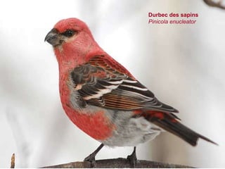 Durbec des sapins Pinicola enucleator  