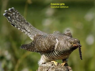 Coucou gris Cuculus canorus  