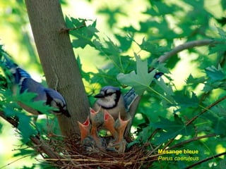 Mésange bleue Parus caeruleus   