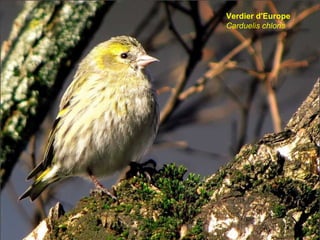 Verdier d'Europe Carduelis chloris   