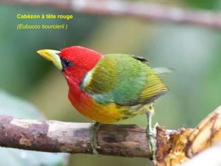 Cabézon à tête rouge (Eubucco bourcierii ) 