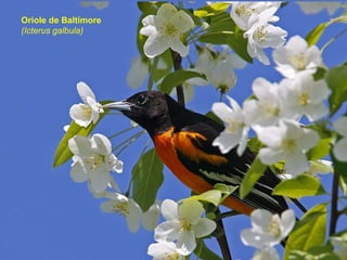 Oriole de Baltimore (Icterus galbula) 