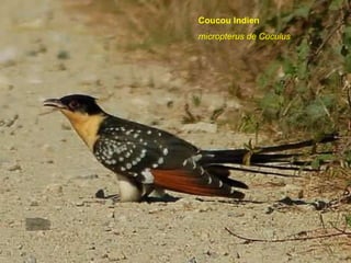 Coucou Indien micropterus de Cuculus  
