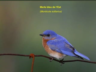 Merle bleu de l’Est (Monticola solitarius)  