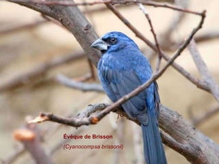 Évêque de Brisson (Cyanocompsa brissonii)  