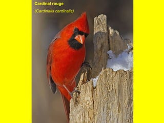 Cardinal rouge (Cardinalis cardinalis)  