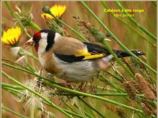 Cabézon à tête rouge  ailes jaunes 