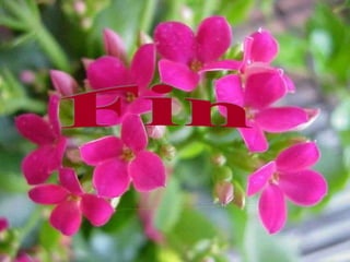 car voici  bientôt l'été...  Adios Amigos...mios...  Fin  Arreglos by Juan-Pedro de las Vegas, le 29 mars 2009 