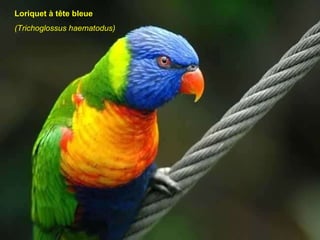 Loriquet à tête bleue (Trichoglossus haematodus)   