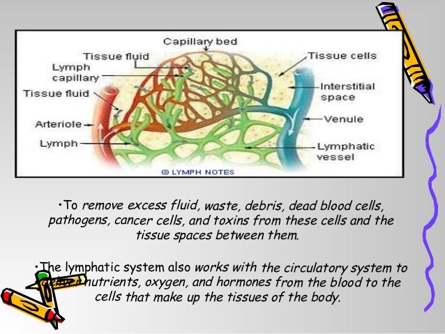 Lymphatic system