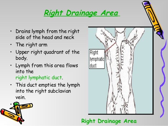Lymphatic system