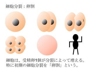 ϡܾ1ѤˤäƉ롣
ؤ˳ڤμѤѸȤ
ѣѸ
 