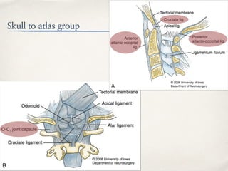 Skull to atlas group
 