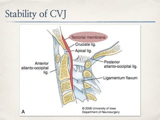 Stability of CVJ
 