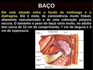 Ele está situado entre o fundo do estômago e o
diafragma. Ele é mole, de consistência muito friável,
altamente vascularizado e de uma coloração púrpura
escura. O tamanho e peso do baço varia muito, no adulto
tem cerca de 12 cm de comprimento, 7 cm de largura e 3
cm de espessura.
BAÇO
 