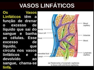 Os Vasos
Linfáticos têm a
função de drenar
o excesso de
líquido que sai do
sangue e banha
as células. Esse
excesso de
líquido, que
circula nos vasos
linfáticos e é
devolvido ao
sangue, chama-se
linfa.
VASOS LINFÁTICOS
 