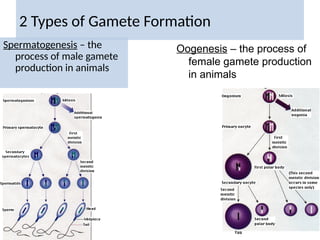 Gamet Formation BIO431 Developmental Biology for 400 level .pptx