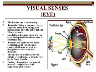 SPECIAL SENSES | PPT