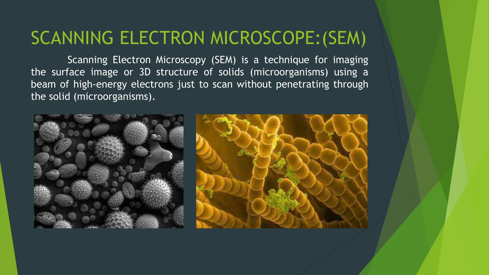 SCANNING ELECTRON MICROSCOPE:(SEM)
Scanning Electron Microscopy (SEM) is a technique for imaging
the surface image or 3D structure of solids (microorganisms) using a
beam of high-energy electrons just to scan without penetrating through
the solid (microorganisms).
 