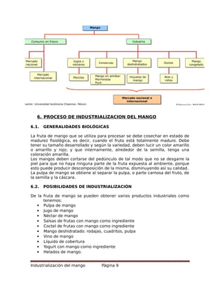 6. PROCESO DE INDUSTRIALIZACION DEL MANGO
6.1. GENERALIDADES BIOLÓGICAS
La fruta de mango que se utiliza para procesar se debe cosechar en estado de
madurez fisiológica, es decir, cuando el fruto está totalmente maduro. Debe
tener su tamaño desarrollado y según la variedad, deben lucir un color amarillo
o amarillo y rojo; y que internamente, alrededor de la semilla, tenga una
coloración amarilla.
Los mangos deben cortarse del pedúnculo de tal modo que no se desgarre la
piel para que no haya ninguna parte de la fruta expuesta al ambiente, porque
esto puede producir descomposición de la misma, disminuyendo así su calidad.
La pulpa de mango se obtiene al separar la pulpa, o parte carnosa del fruto, de
la semilla y la cáscara.
6.2. POSIBILIDADES DE INDUSTRIALIZACIÓN
De la fruta de mango se pueden obtener varios productos industriales como
tenemos:
 Pulpa de mango
 Jugo de mango
 Néctar de mango
 Salsas de frutas con mango como ingrediente
 Coctel de frutas con mango como ingrediente
 Mango deshidratado: rodajas, cuadritos, pulpa
 Vino de mango
 Líquido de cobertura
 Yogurt con mango como ingrediente
 Helados de mango.
Industrialización del mango Página 9
 