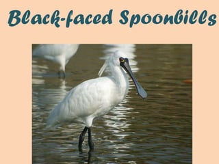Black-faced Spoonbills 