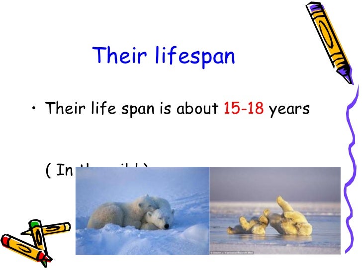 315 Polar Bears 英文ppt 315 Polar Bears 英文ppt