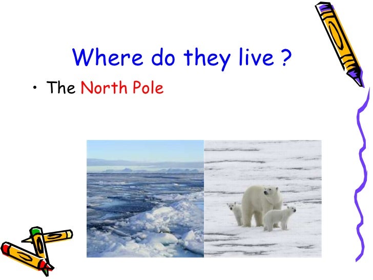 315 Polar Bears 英文ppt