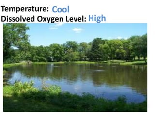 Temperature: Cool
Dissolved Oxygen Level: High
 