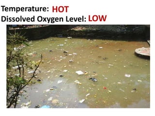 Temperature: HOT
Dissolved Oxygen Level: LOW
 
