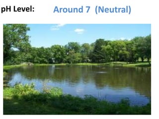 pH Level:   Around 7 (Neutral)
 